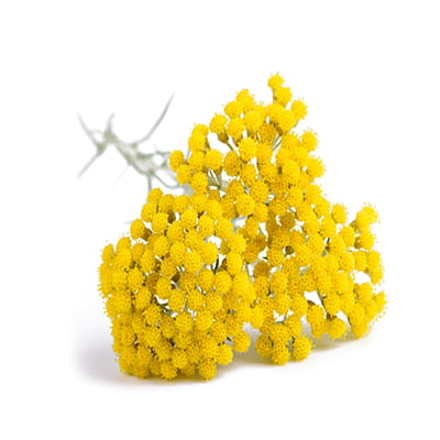 Huile essentielle d’Hélichryse