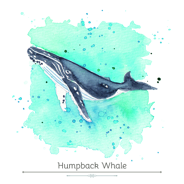 Humpbacked Whale Product Display Card