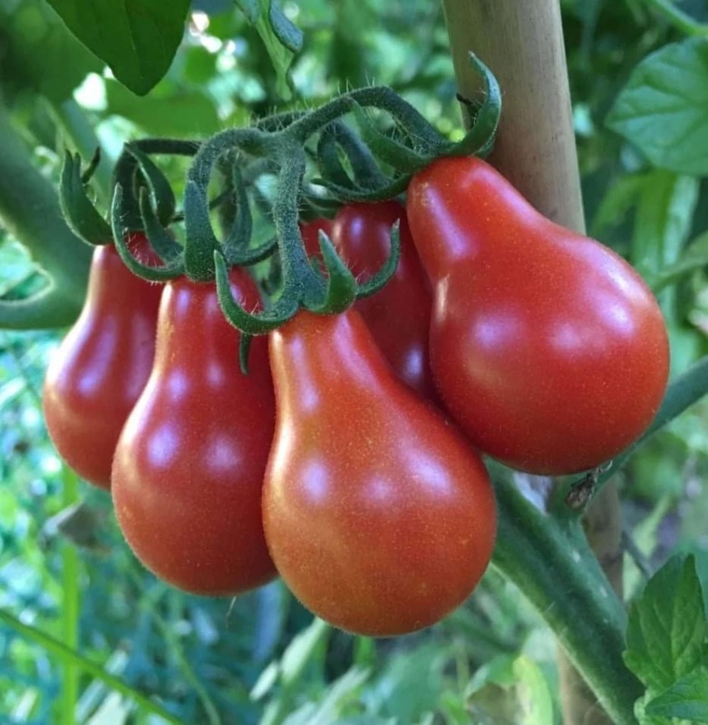 Red Jug Tomato | சிகப்பு குடம் தக்காளி