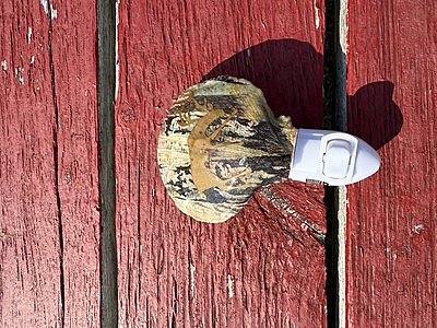 Luminous Birch Haven Shell Nightlight Luminous Birch Haven Shell Nightlight