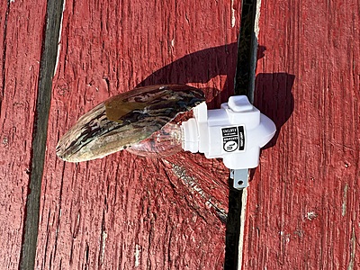 Luminous Birch Haven Shell Nightlight Luminous Birch Haven Shell Nightlight