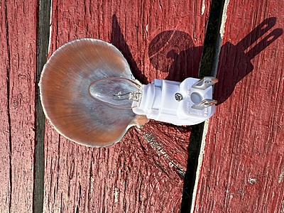 Luminous Birch Haven Shell Nightlight Luminous Birch Haven Shell Nightlight