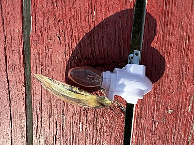 Luminous Birch Haven Shell Nightlight Luminous Birch Haven Shell Nightlight