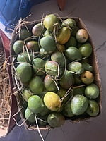 Mango 5Kg Pack