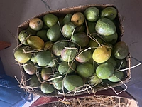 Senthooram Mango 5 KG
