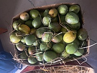 Senthooram Mango 5 KG