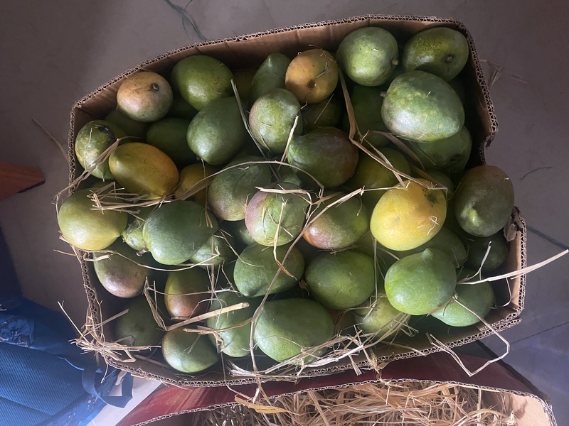 Senthooram Mango 5 KG
