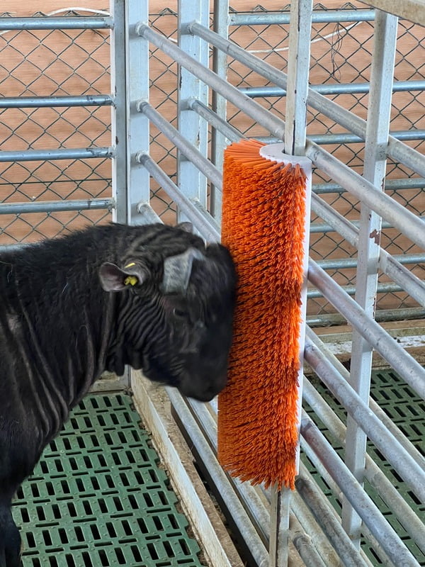 Scratch brush for sheep