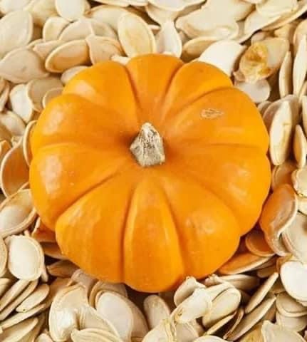 Big Red Pumpkin | பெரிய சக்கரை பூசணி