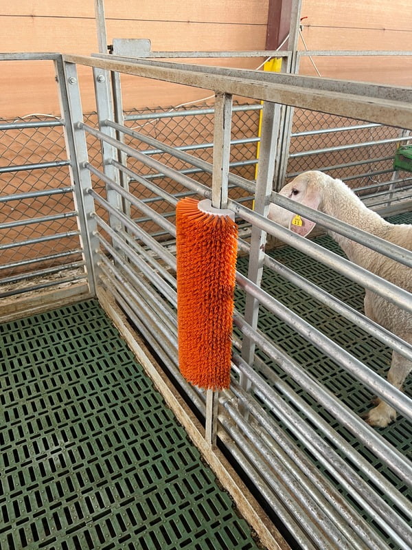 Scratch brush for sheep