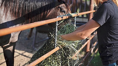 Hay Chix Panel Feeder