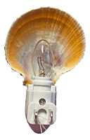 Luminous Birch Haven Shell Nightlight