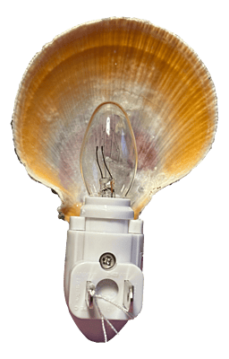 Luminous Birch Haven Shell Nightlight