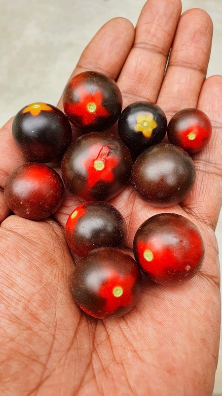 Red Black Cherry Tomoto | சிகப்பு கருப்பு செர்ரி தக்காளி