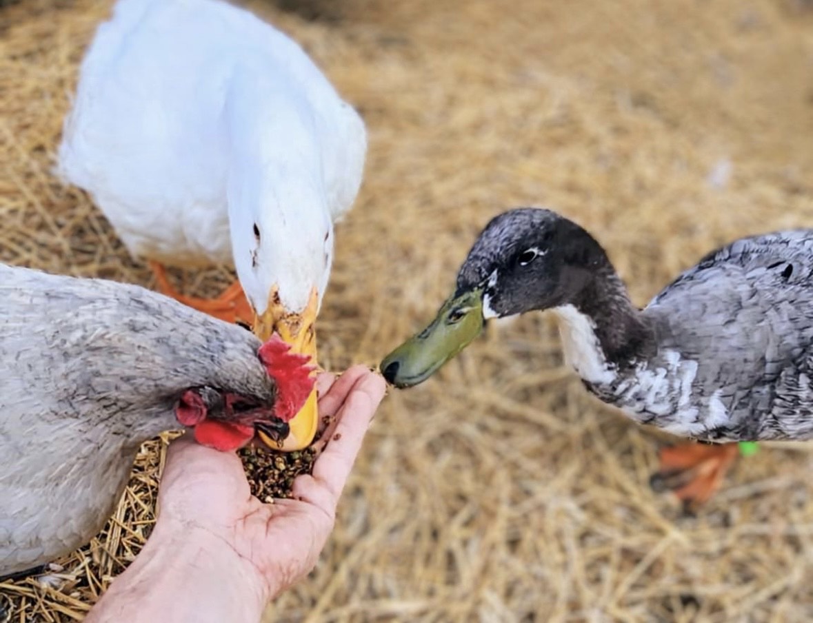 Addy's Barnyard Poultry Treats