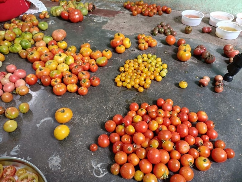 Spoon Tomato | கரண்டி தக்காளி