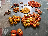 Red Graphes Tomato | சிகப்பு திராட்சை தக்காளி