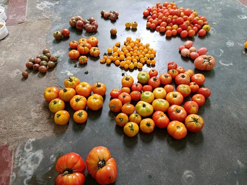 Red Graphes Tomato | சிகப்பு திராட்சை தக்காளி