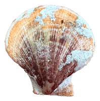 Mechanical Seashell Delight Ornament