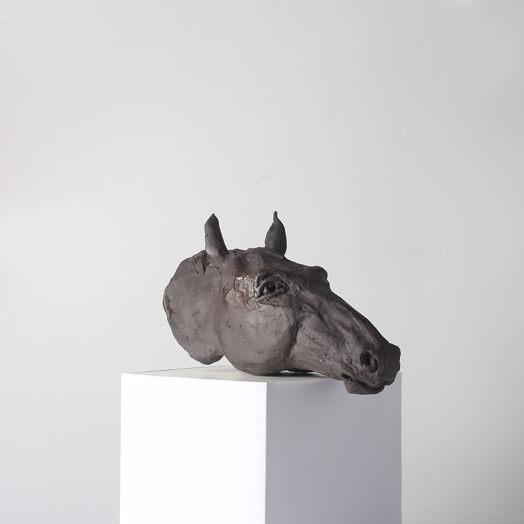 Cacao Steed Cacao Steed