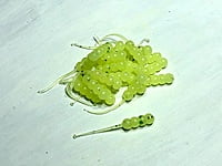 True North Baits - Waxies True North Baits - Waxies