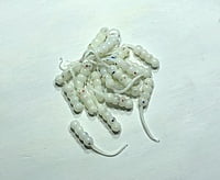 True North Baits - Waxies True North Baits - Waxies