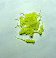 True North Baits - Waxies True North Baits - Waxies