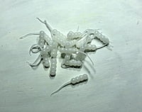 True North Baits - Waxies True North Baits - Waxies