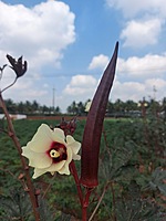 Red Ladies Finger - Long  | சிகப்பு நீள வெண்டை