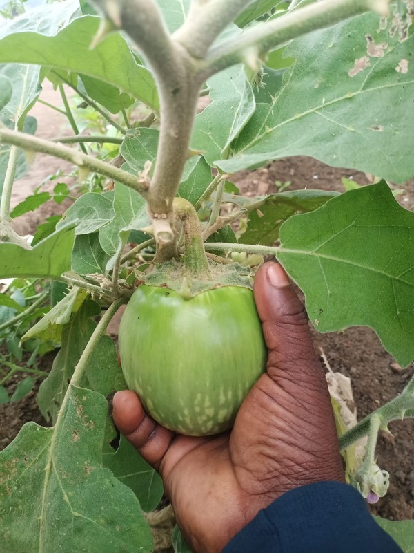 Cat Head Brinjal | பூனை தலை கத்தரி