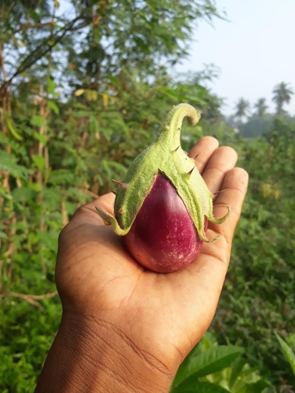 Thorn Brinjal -Velur Varity | வேலூர் முள்ளு கத்தரி