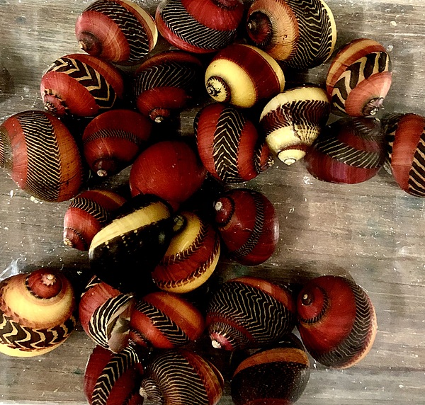 Red Racer Nerite Snail (Vittina waigiensis) FW