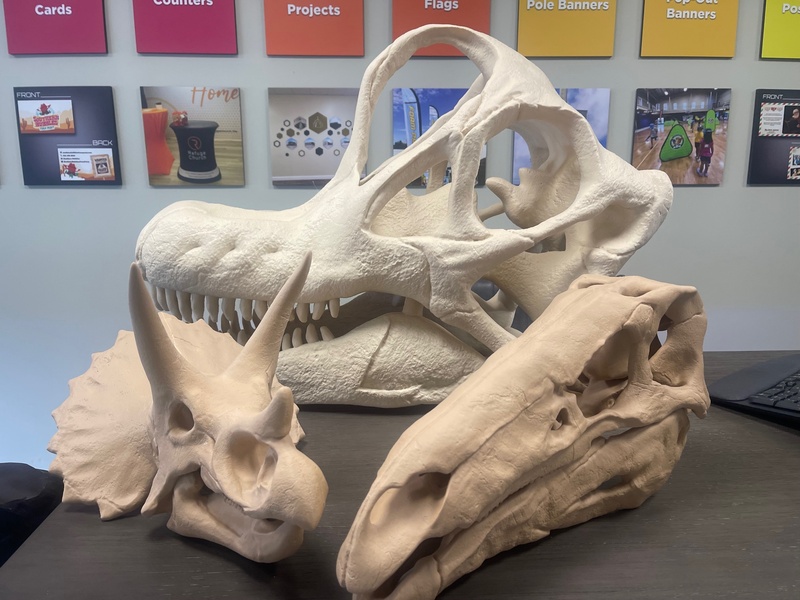 Dinosaur Skull Fossils (Set of 3) Dinosaur Skull Fossils (Set of 3)