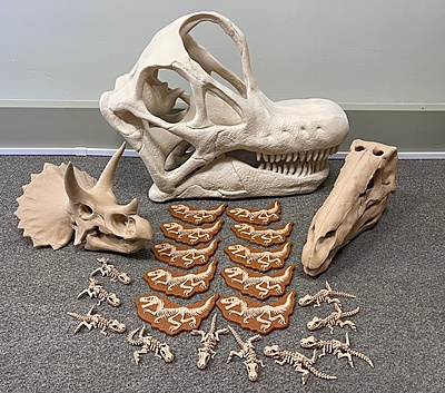 Dinosaur Skulls and Fossil Box Set