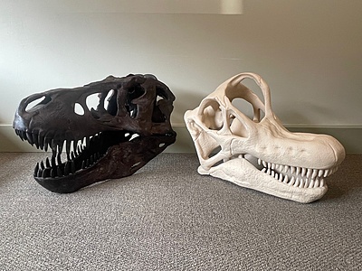 Dinosaur Skulls and Fossil Box Set Dinosaur Skulls and Fossil Box Set