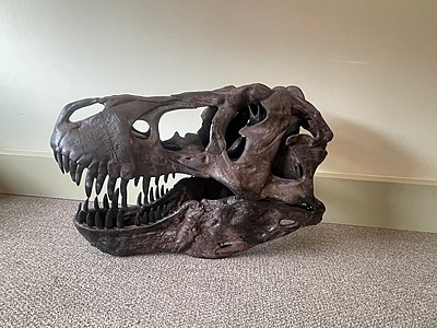 Fossil Skull (Large) Fossil Skull (Large)