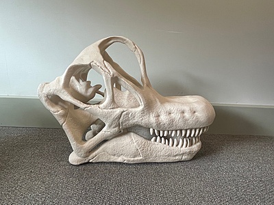 Dinosaur Skulls and Fossil Box Set Dinosaur Skulls and Fossil Box Set