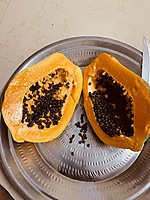 PAPPAYA (பப்பாளி)