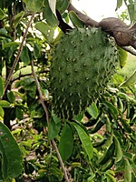 Mull Seetha | முள் சீத்தா