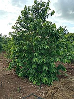 Mull Seetha | முள் சீத்தா