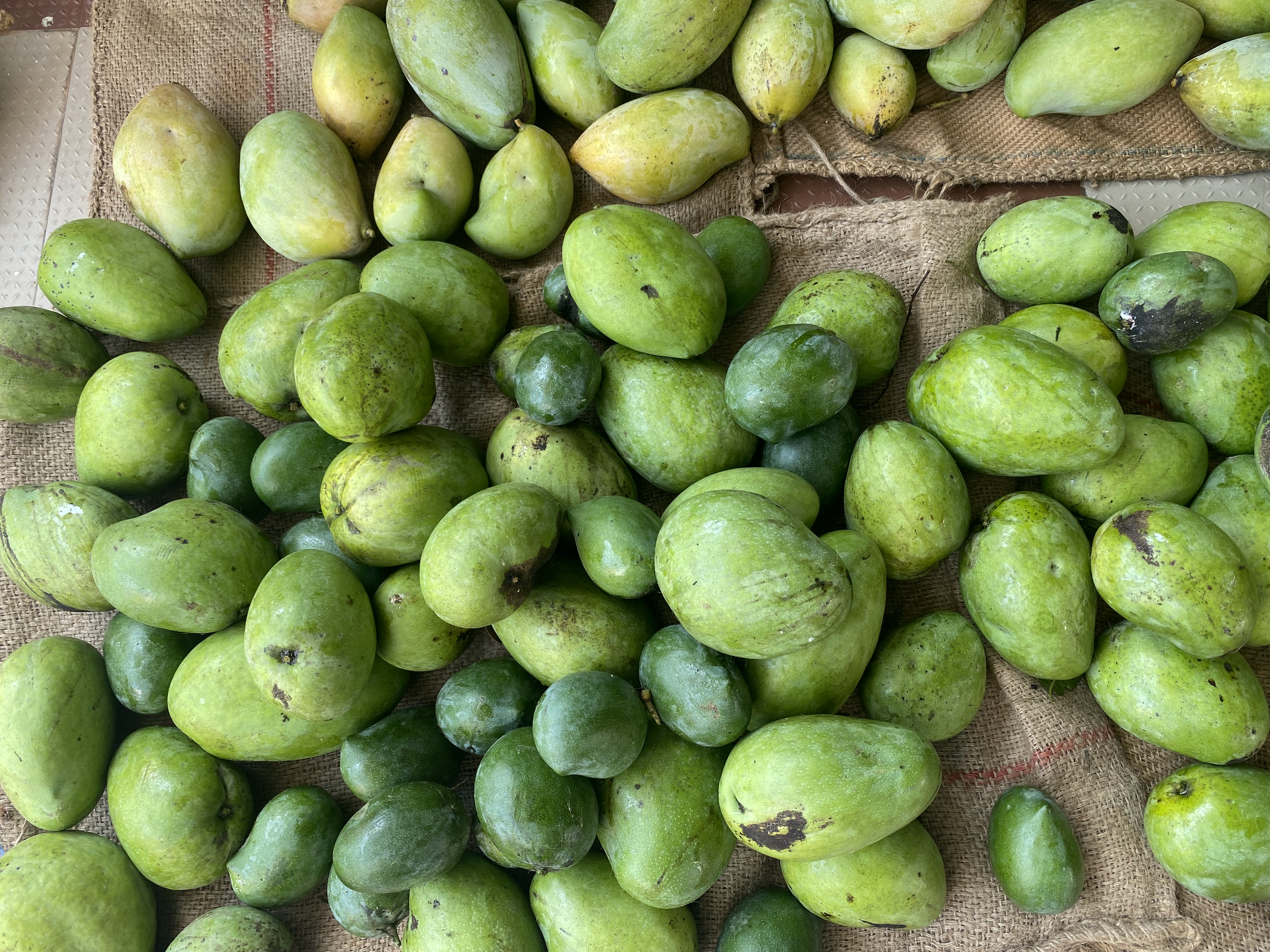 Banganapalli Mango