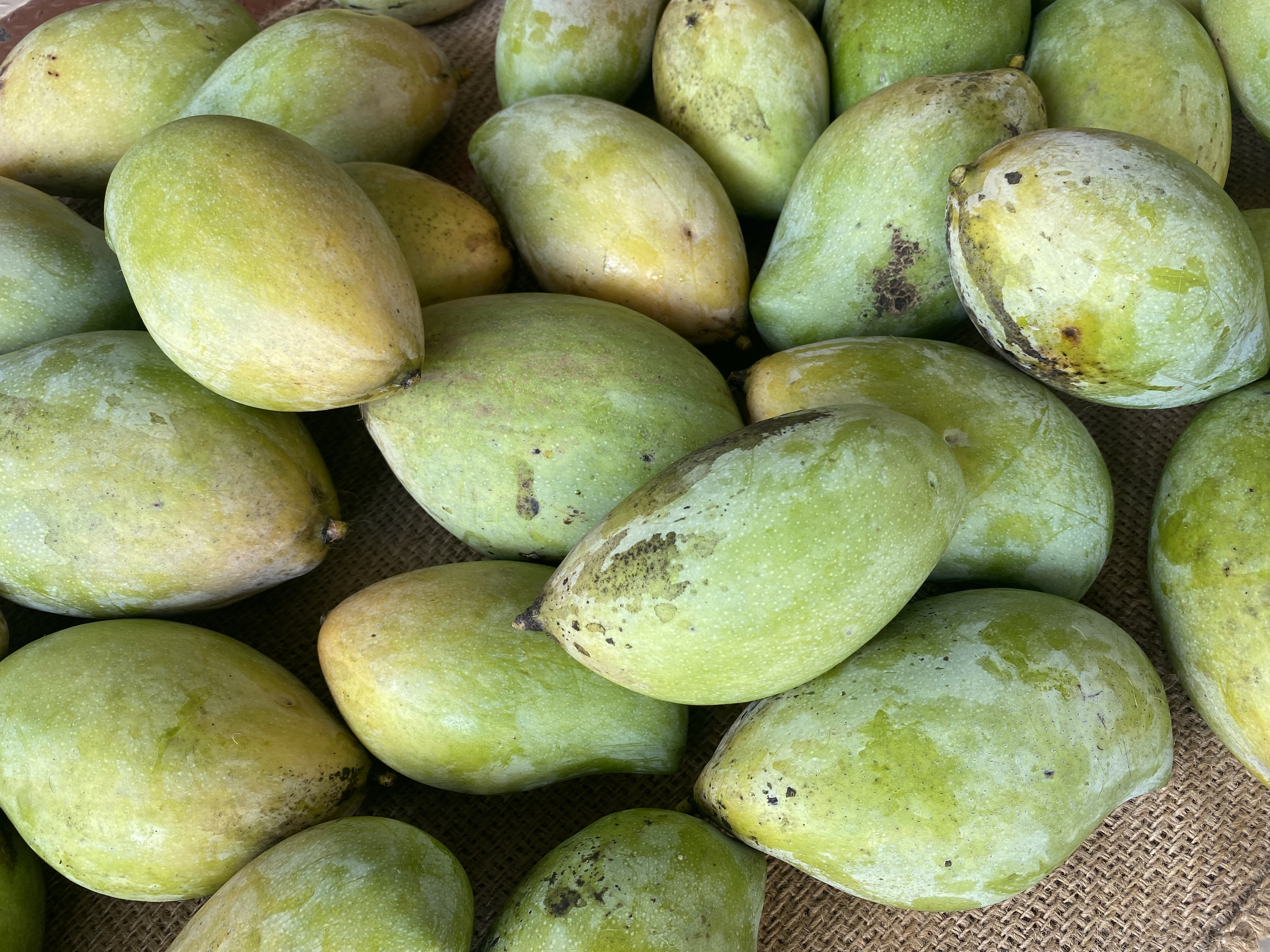 Mango - Kilimooku