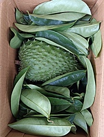 Mull Seetha | முள் சீத்தா