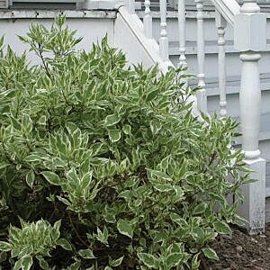 IVORY HALO DOGWOOD (CORNUS ALBA 'BAILHALO')