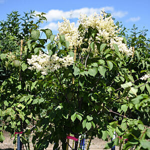 IVORY SILK JAPANESE TREE LILAC (SYRINGA RETICULATA 'IVORY SILK')