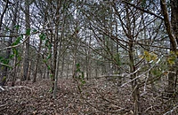 South Emerald Cove - Land Between The Lakes - Izard County Arkansas