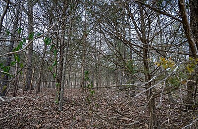 South Emerald Cove - Land Between The Lakes - Izard County Arkansas