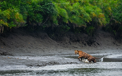 Calendar of Wildlife photos for A4 Frame