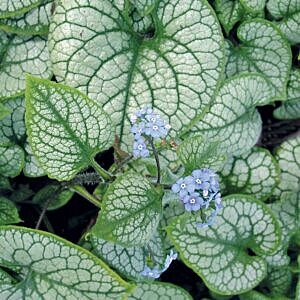 JACK FROST SIBERIAN BUGLOSS (BRUNNERA MACROPHYLLA 'JACK FROST') JACK FROST SIBERIAN BUGLOSS (BRUNNERA MACROPHYLLA 'JACK FROST')