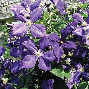 JACKMAN CLEMATIS VINE (CLEMATIS X JACKMANNI)